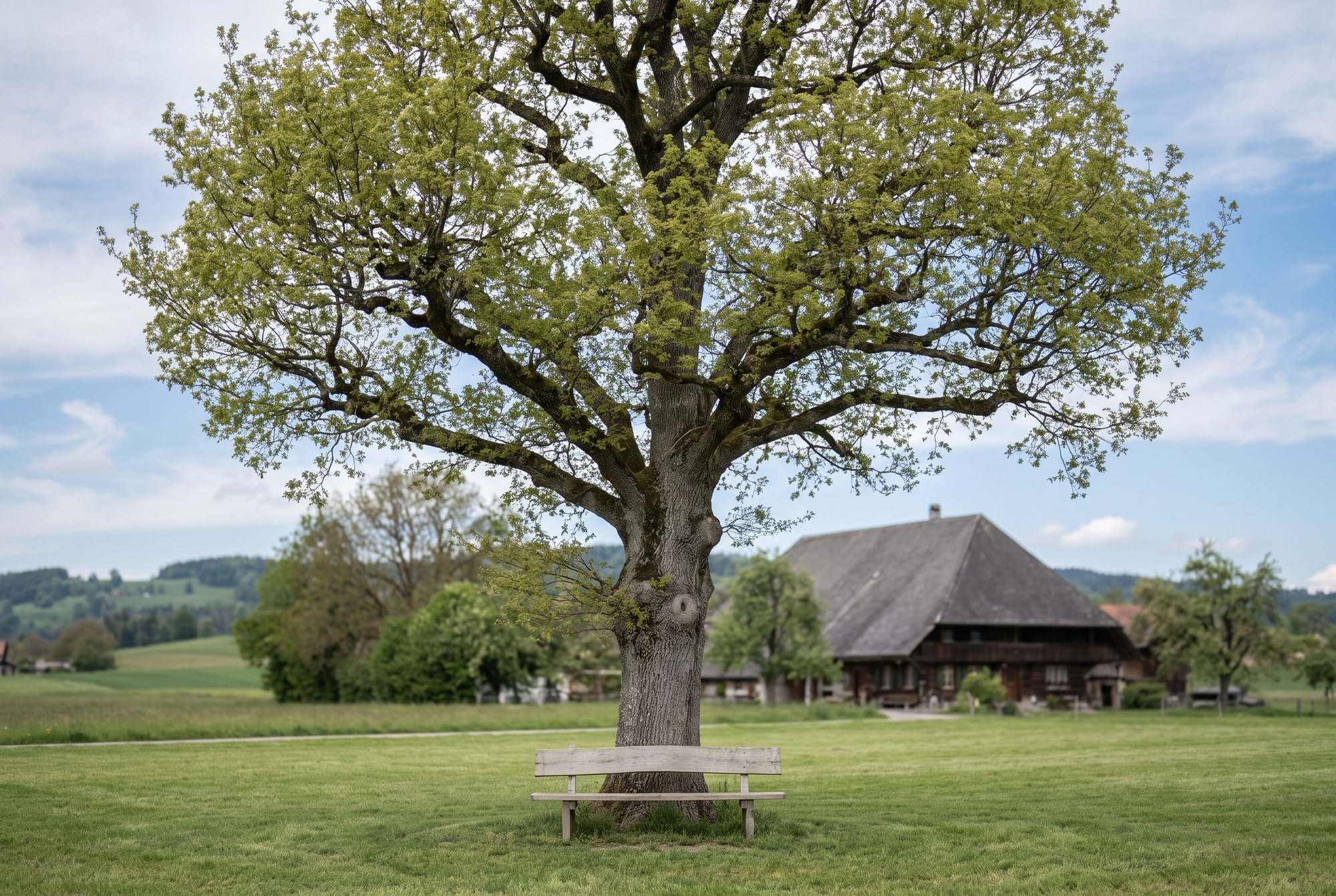Grosse Eiche am Dorfrand