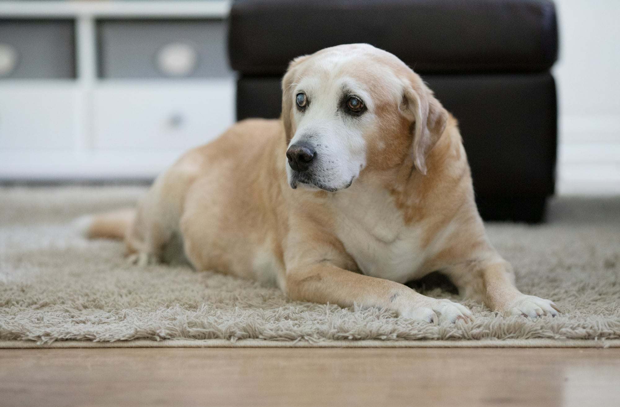 Hund liegt entspannt auf einem hellen Teppich