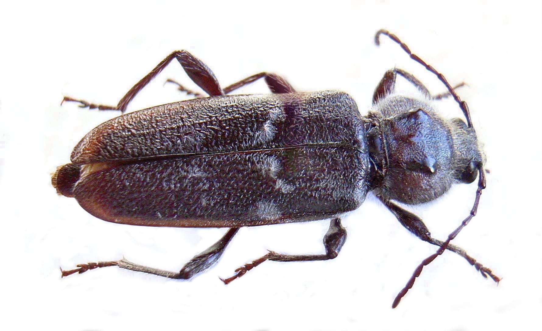 Foto: Bockkäfer