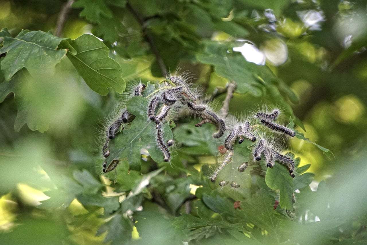 Foto: Eichenprozessionsspinner