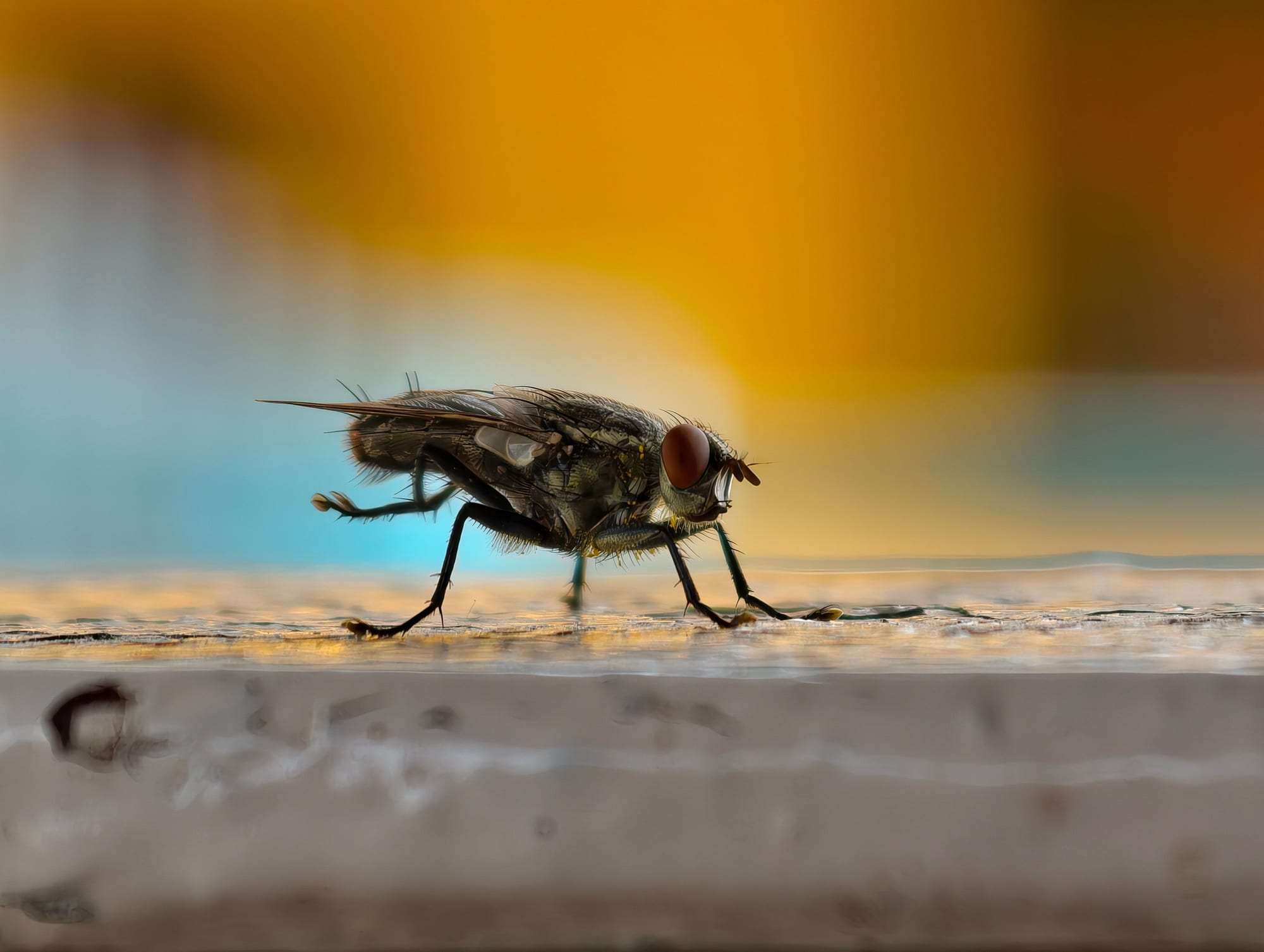 Foto: Fliegen