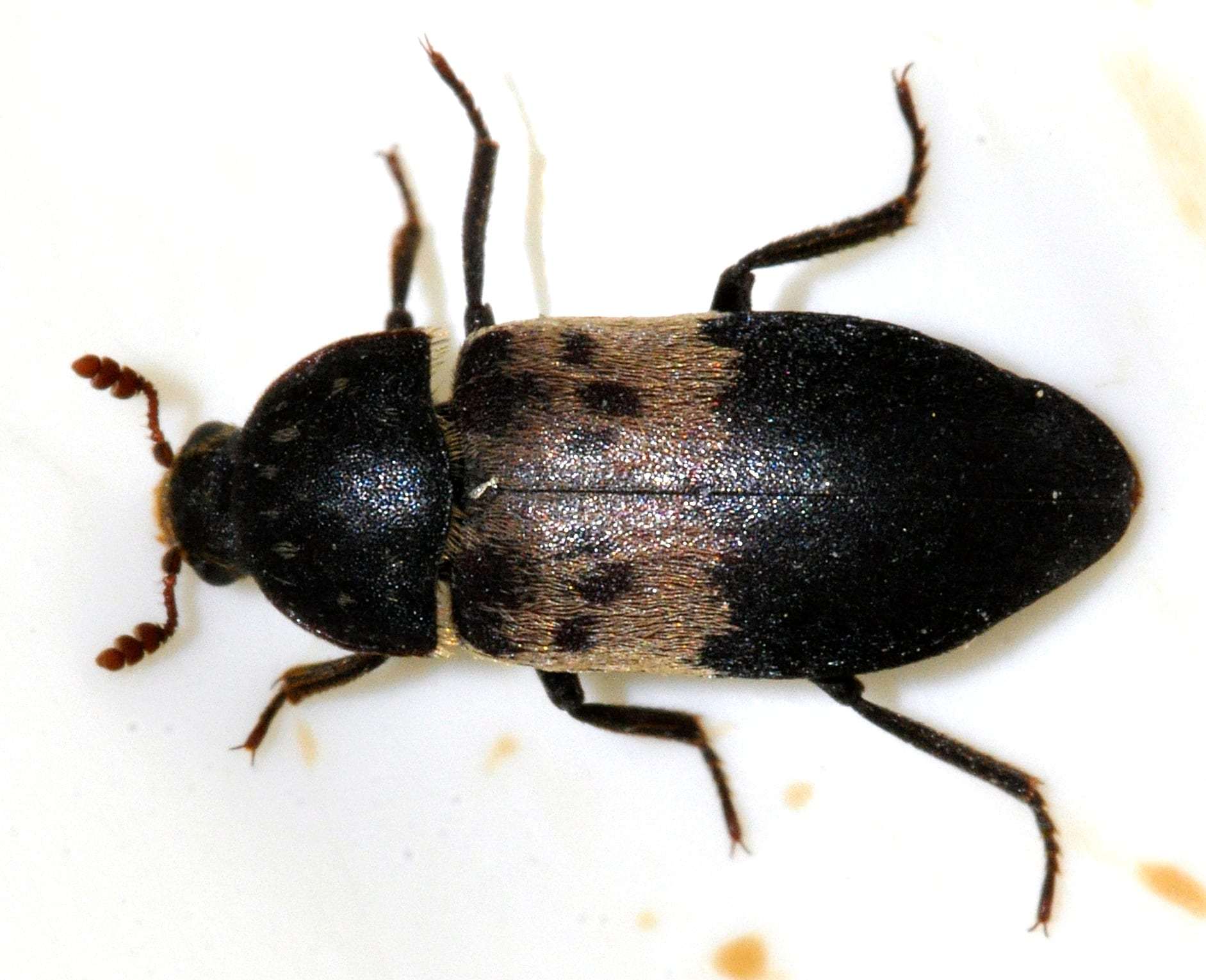 Foto: Käfer