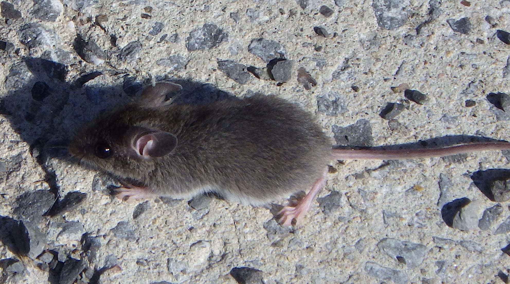 Foto: Mäuse