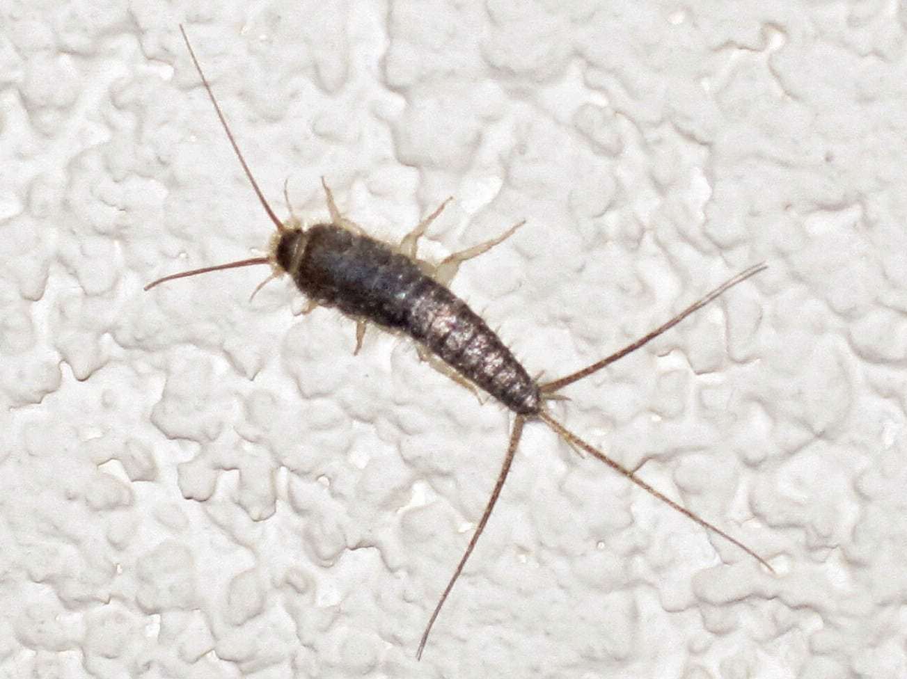 Foto: Papierfischchen
