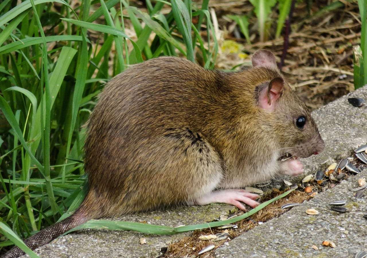 Foto: Ratten