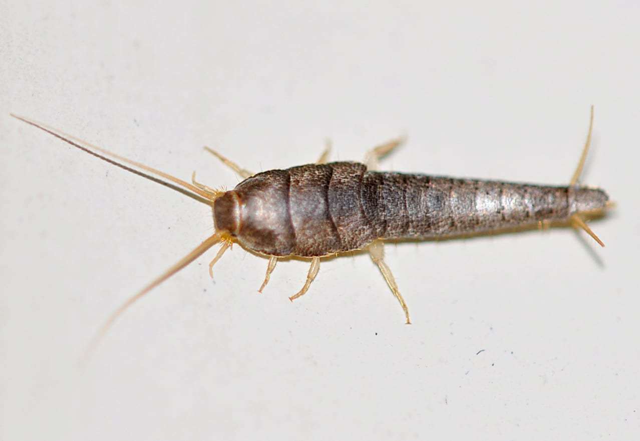 Foto: Silberfische